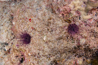 Echinostrephus aciculatus (Needle-Spined Urchin)