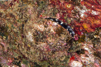 Spondylus violacescens (Cliff Oyster)