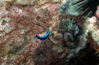 Labroides phthirophagus (Hawaiian Cleaner Wrasse)