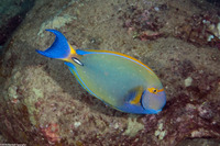Acanthurus dussumieri (Eyestripe Surgeonfish)