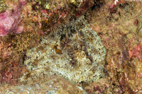 Octopus cyanea (Day Octopus)