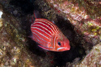 Sargocentron xantherythrum (Hawaiian Squirrelfish)