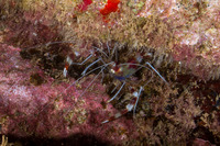 Stenopus hispidus (Banded Coral Shrimp)