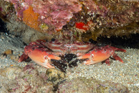 Gonioinfradens paucidentatus (Red Swimming Crab)