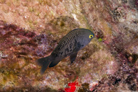 Plectroglyphidodon marginatus (Hawaiian Gregory)