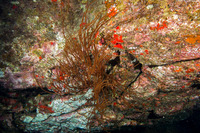 Antipathes griggi (Hawaiian Black Coral)