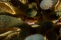 Trapezia flavopunctata (Yellow-Spotted Guard Crab)