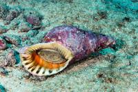 Charonia tritonis (Triton's Trumpet)