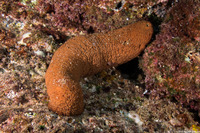 Actinopyga obesa (Plump Sea Cucumber)