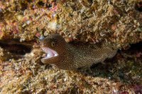 Gymnothorax meleagris (Whitemouth Moray)