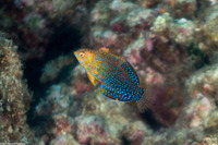 Macropharyngodon geoffroy (Shortnose Wrasse)