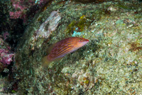 Pseudocheilinus octotaenia (Eightline Wrasse)