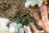 Bodianus albotaeniatus (Hawaiian Hogfish)