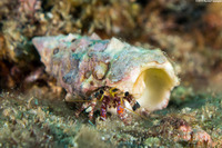 Dardanus sanguinocarpus (Bloody Hermit Crab)