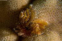 Spirobranchus sp.1 (Christmas Tree Worm)