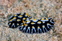 Phyllidia sp.2 (Phyllidia sp.2)