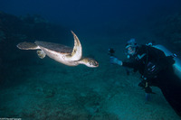 Chelonia mydas (Green Sea Turtle)