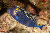 Ostracion meleagris (Spotted Boxfish)