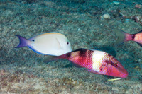Acanthurus nigrofuscus (Brown Surgeonfish)