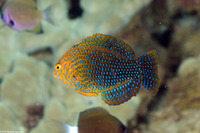 Macropharyngodon geoffroy (Shortnose Wrasse)