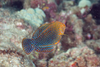 Macropharyngodon geoffroy (Shortnose Wrasse)