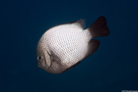 Dascyllus albisella (Hawaiian Dascyllus)