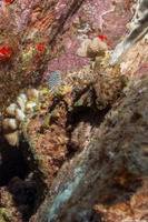 Dolabella auricularia (Eared Sea Hare)