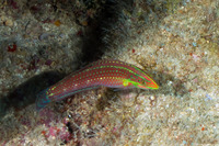 Halichoeres ornatissimus (Ornate Wrasse)