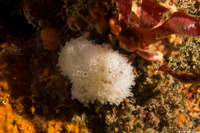 Leucosolenia eleanor (Tube Ball Sponge)