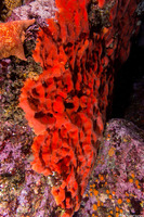 Acarnus erithacus (Red Volcano Sponge)
