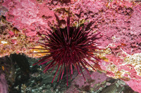 Mesocentrotus franciscanus (Red Sea Urchin)