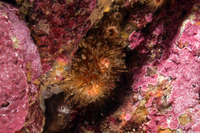 Halocynthia igaboja (Bristly Tunicate)