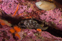 Sebastes carnatus (Gopher Rockfish)