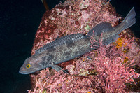 Ophiodon elongatus (Lingcod)
