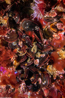 Mytilus galloprovincialis (Mediterranean Mussel)