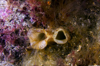 Panopea generosa (Geoduck Clam)