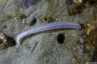 Leptosynapta albicans (Translucent Sea Cucumber)