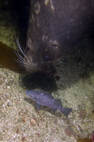 Phoca vitulina (Harbor Seal)