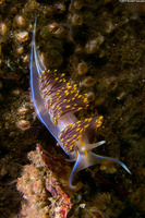 Hermissenda opalescens (Opalescent Nudibranch)