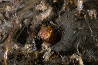Neoclinus blanchardi (Sarcastic Fringehead)