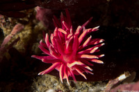 Okenia rosacea (Hopkins' Rose Nudibranch)
