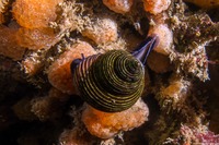 Calliostoma ligatum (Blue Top Snail)