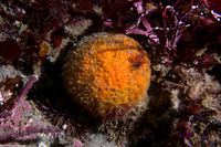Tethya aurantium (Orange Puffball Sponge)