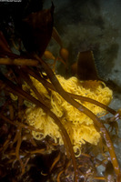 Aplysia californica (Brown Sea Hare)