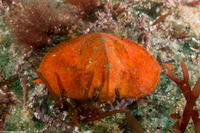 Cryptolithodes sitchensis (Umbrella Crab)