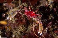 Pugettia foliata (Foliate Kelp Crab)