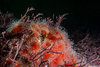 Corynactis californica (Club-Tipped Anemone)