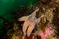 Pisaster giganteus (Giant Spined Star)