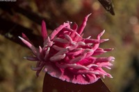 Okenia rosacea (Hopkins' Rose Nudibranch)
