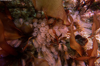 Clavelina huntsmani (Light Bulb Tunicate)